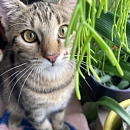 Bindi