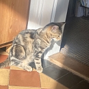 Bindi