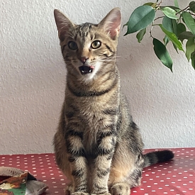Bindi