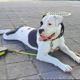 Spike