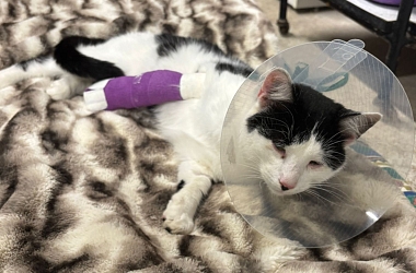 Verletzter Streunerkater mit Schnittwunde an der Pfote F-Helfrantzkirch 23.10.2025