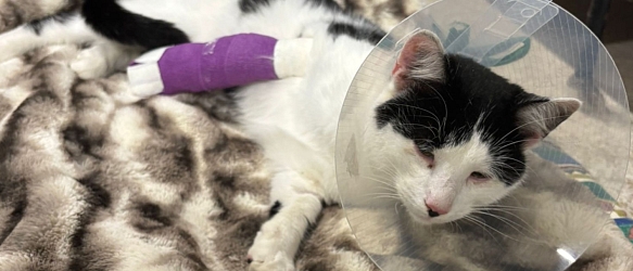 Kastration und medizinische Versorgung verwilderter & gefundener Katzen im Dreiländereck CH-F-D 2025