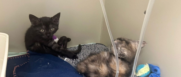 Die Kitten Dora & Charlotte wurden nur wenige Wochen alt ausgesetzt und mussten kurz darauf stationär in die Tierklinik