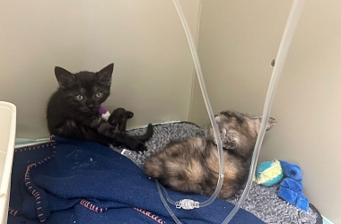 Die Kitten Dora & Charlotte wurden nur wenige Wochen alt ausgesetzt und mussten kurz darauf stationär in die Tierklinik