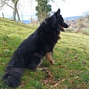 Senta