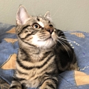Peter
