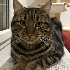 Peter