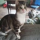 Duke