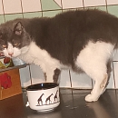 Pitou - sucht Einzelplatz gerne in Wohnungshaltung
