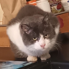 Pitou - sucht Einzelplatz gerne in Wohnungshaltung