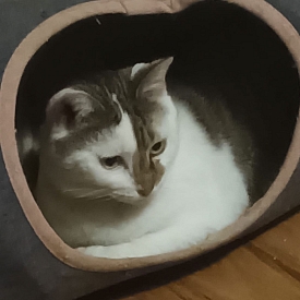 Mumu