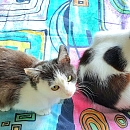 Arthur und Perle
