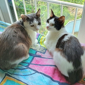 Arthur und Perle
