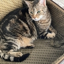 Minette - Wohnungshaltung, Einzelkatze, Diabetes