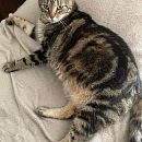Minette - Wohnungshaltung, Einzelkatze, Diabetes
