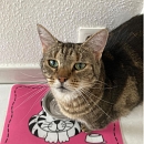 Minette - Wohnungshaltung, Einzelkatze, Diabetes