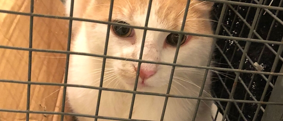 Kastration und medizinische Versorgung verwilderter & gefundener Katzen im Dreiländereck CH-F-D 2025