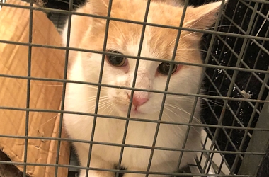 Kastration und medizinische Versorgung verwilderter & gefundener Katzen im Dreiländereck CH-F-D 2025