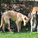 Rusa