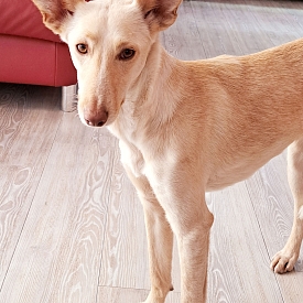 Rusa