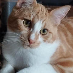 Luigi - gerne zu anderen jüngeren Katzen in Wohnungshaltung