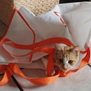 Luigi - gerne zu anderen jüngeren Katzen in Wohnungshaltung