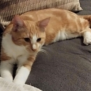 Luigi - gerne zu anderen jüngeren Katzen in Wohnungshaltung