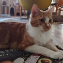 Luigi - gerne zu anderen jüngeren Katzen in Wohnungshaltung