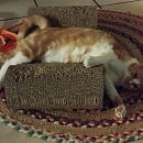 Luigi - gerne zu anderen jüngeren Katzen in Wohnungshaltung