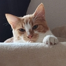 Luigi - gerne zu anderen jüngeren Katzen in Wohnungshaltung