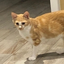 Luigi - gerne zu anderen jüngeren Katzen in Wohnungshaltung