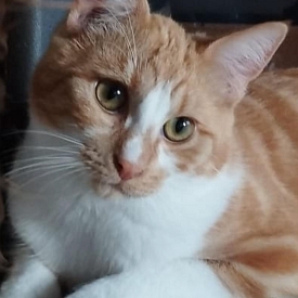 Luigi - gerne zu anderen jüngeren Katzen in Wohnungshaltung