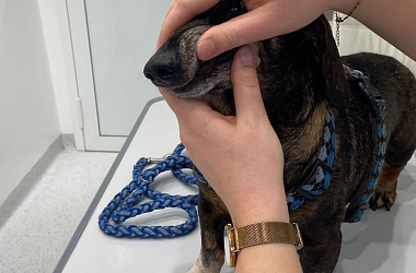 Dackelopa Flash bei der Untersuchung