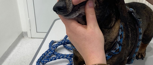 Dackelopa Flash litt unter akuter Bronchitis und hatte ein katastrophales Gebiss - nach seiner Komplettsanierung ist er unglaublich aufgeblüht