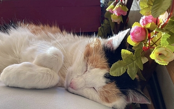 Katzenomi Karisma ist vermittelt