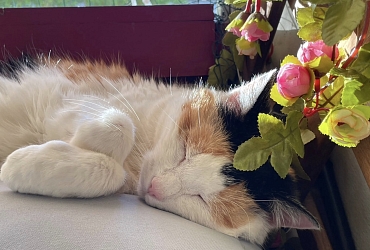 Katzenomi Karisma ist vermittelt