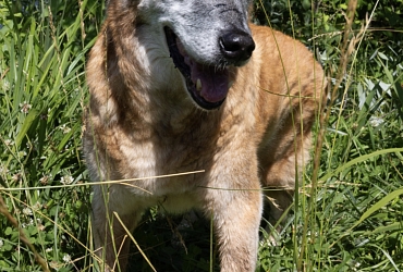 Farok hat seinen 16. Geburtstag gefeiert