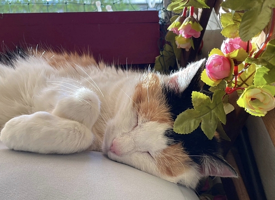Katzenomi Karisma ist vermittelt
