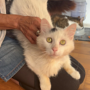 Falko (FIV+)