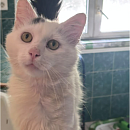 Falko (FIV+)