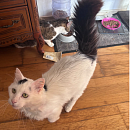 Falko (FIV+)