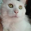 Falko (FIV+)