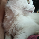 Falko (FIV+)
