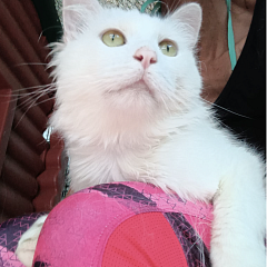 Falko (FIV+)