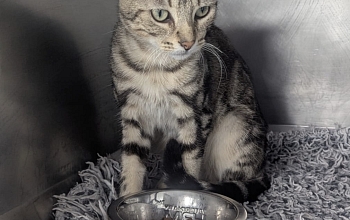 Fundkater im südlichen Elsass