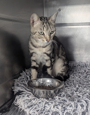 Fundkater im südlichen Elsass