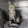 Fundkater im südlichen Elsass