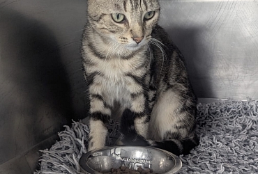 Fundkater im südlichen Elsass