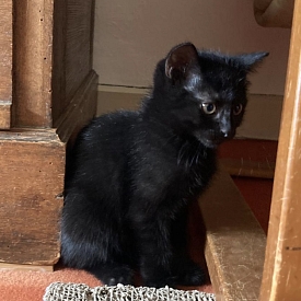 Mimi