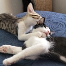 Silas und Shirin